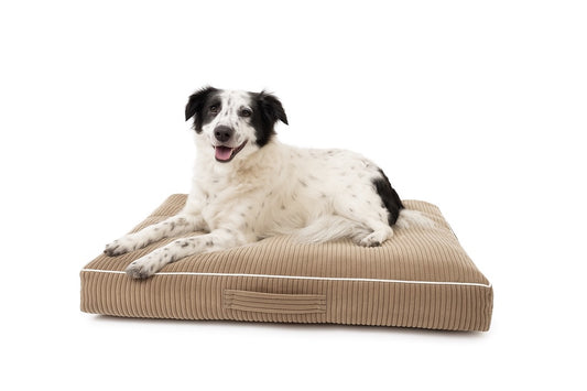 Hunde Bett Cordy