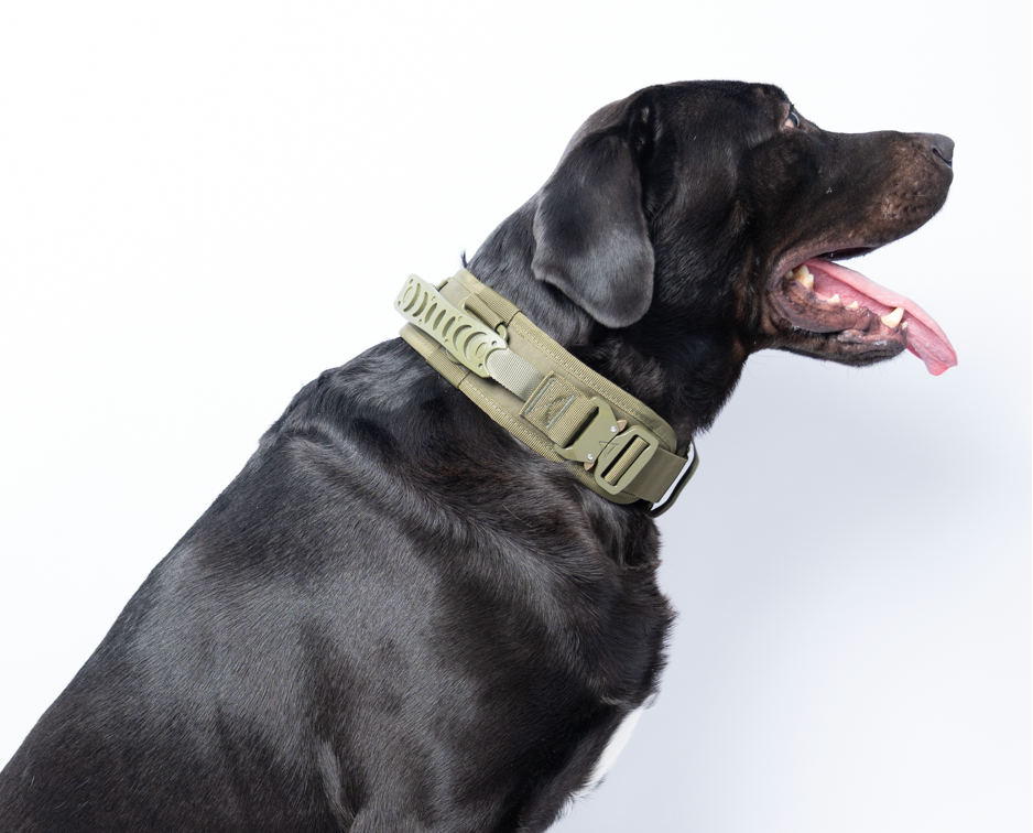 Tactical Havy duty Halsband Rex XL - mit zwei Schnallen