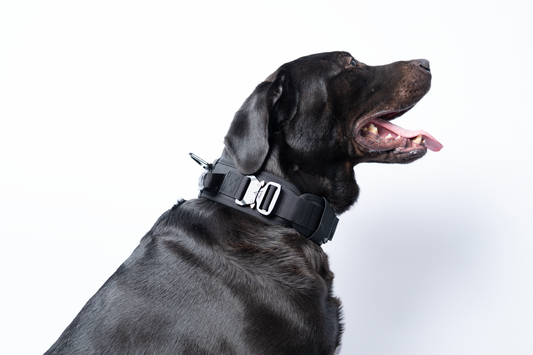 Tactical Havy duty Halsband Rex XL - mit zwei Schnallen