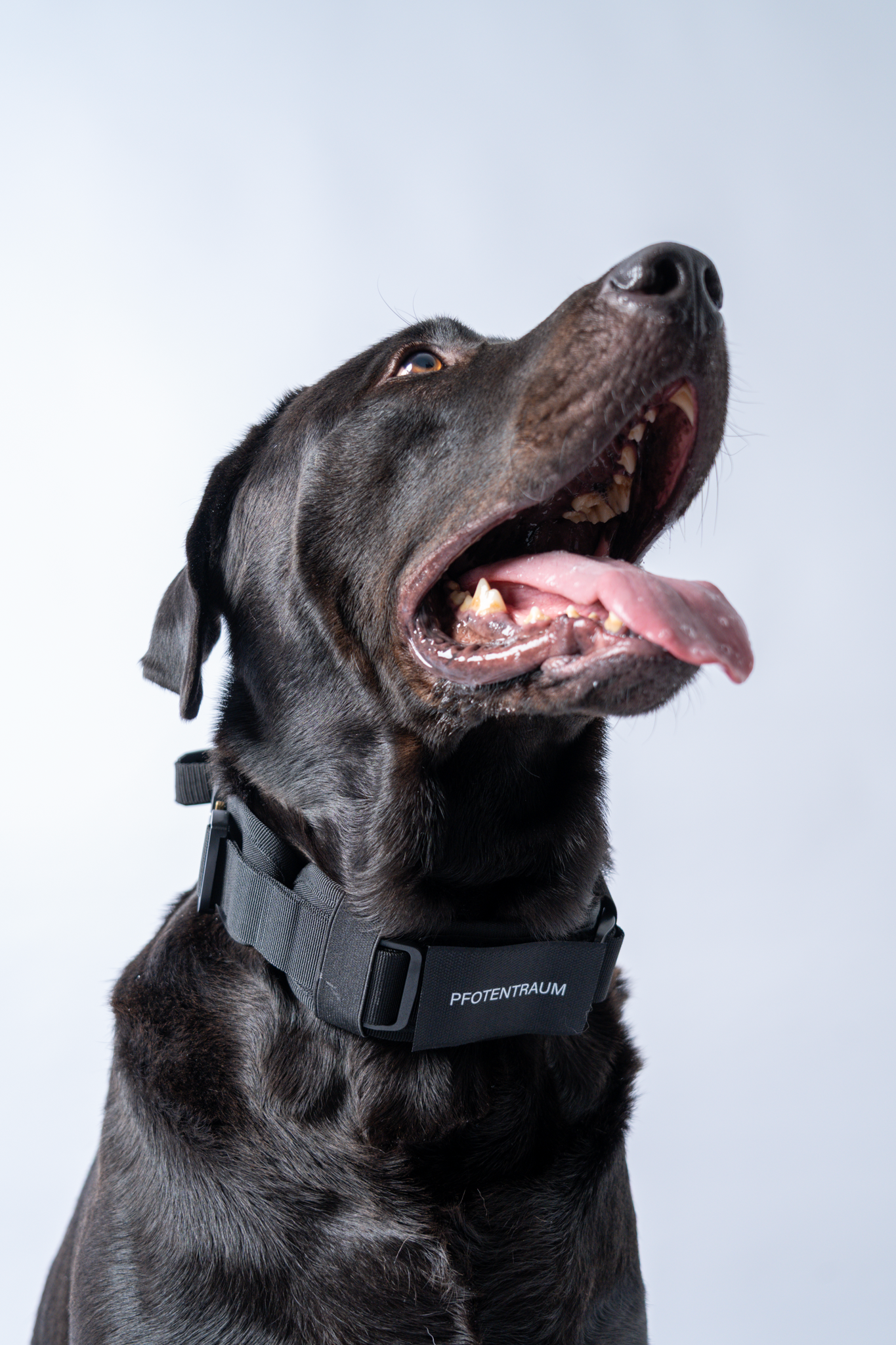 Tactical Havy duty Halsband Rex XL - mit zwei Schnallen