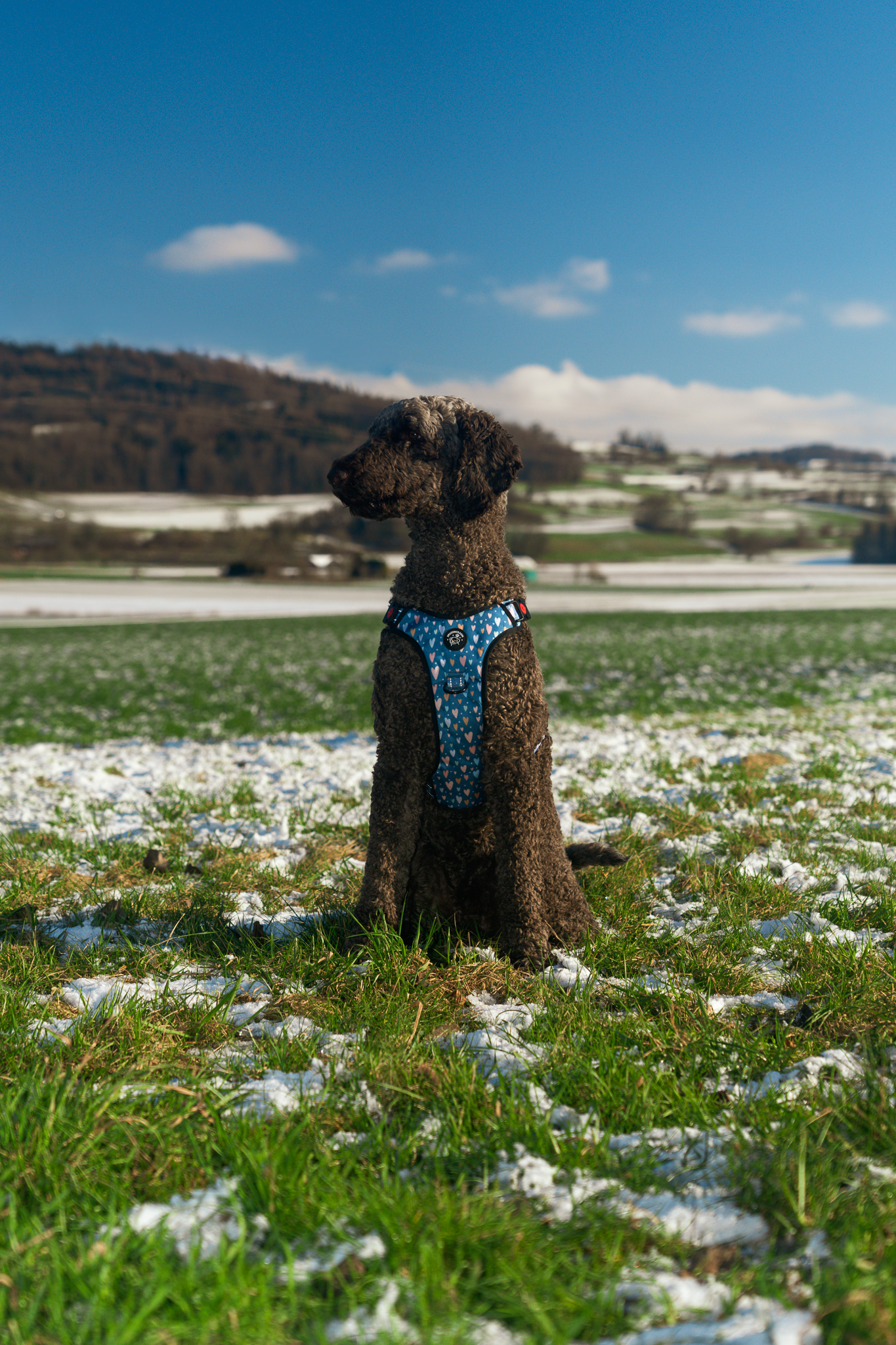 Hunde Geschirr "Love" reflective