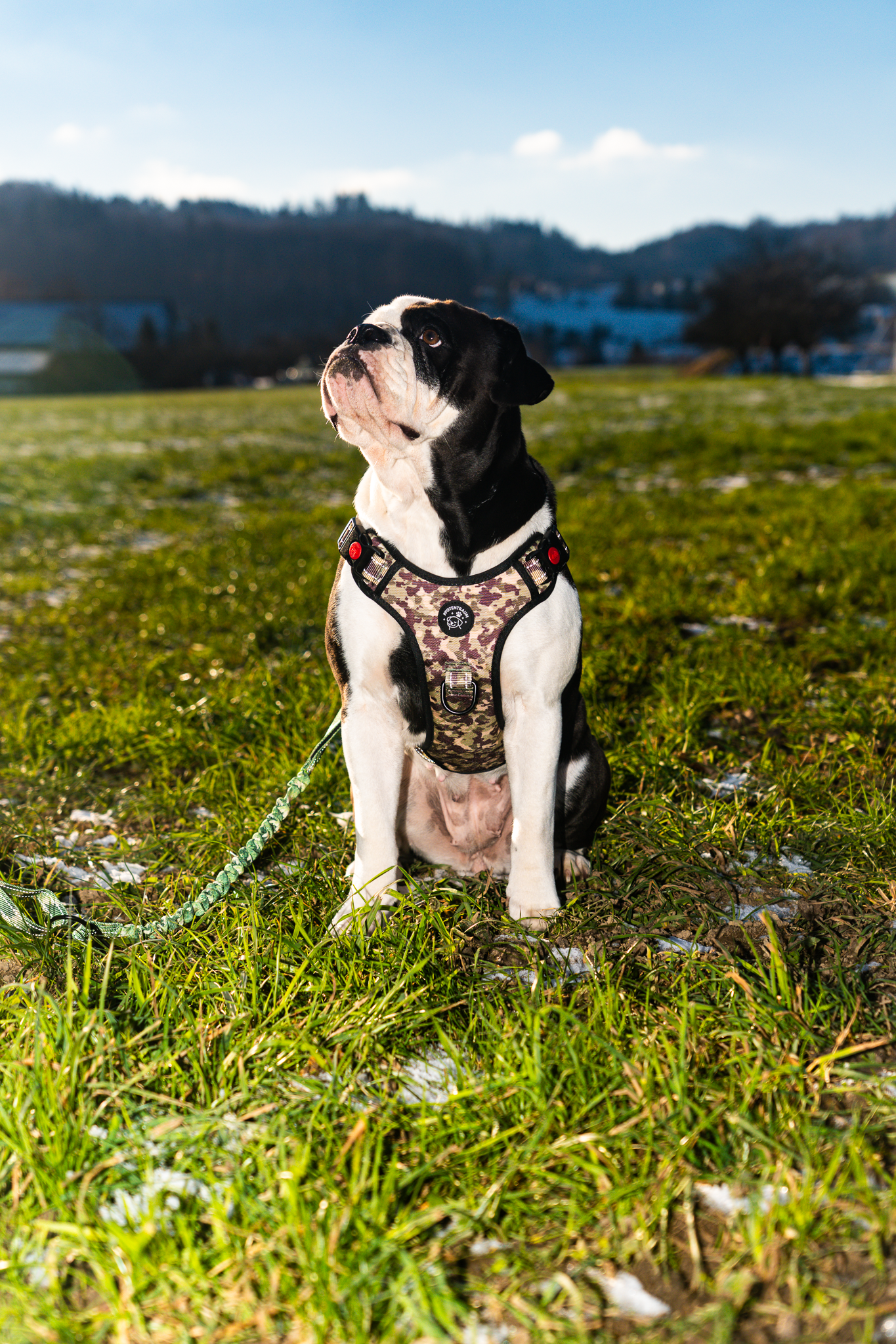 Hunde Geschirr "Camo" reflective