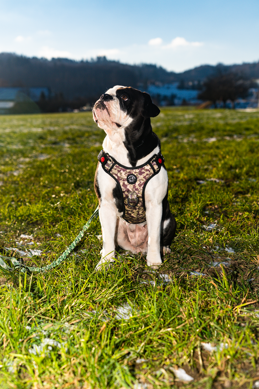 Hunde Geschirr "Camo" reflective