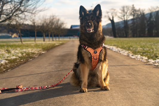 Hunde Geschirr "Mira" reflective