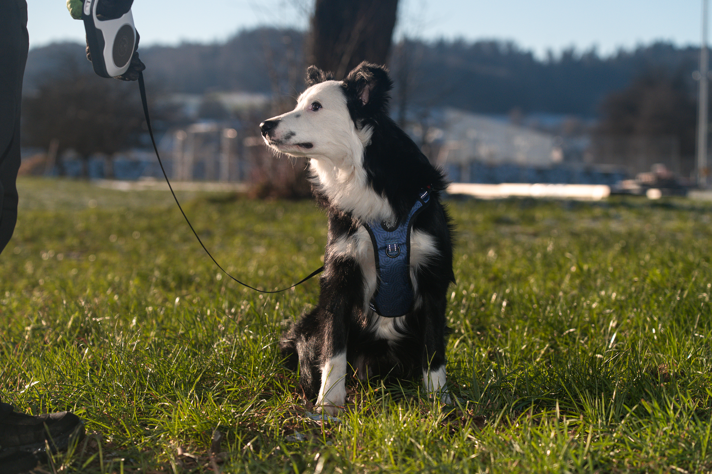 Hunde Geschirr "Quira" LED Night