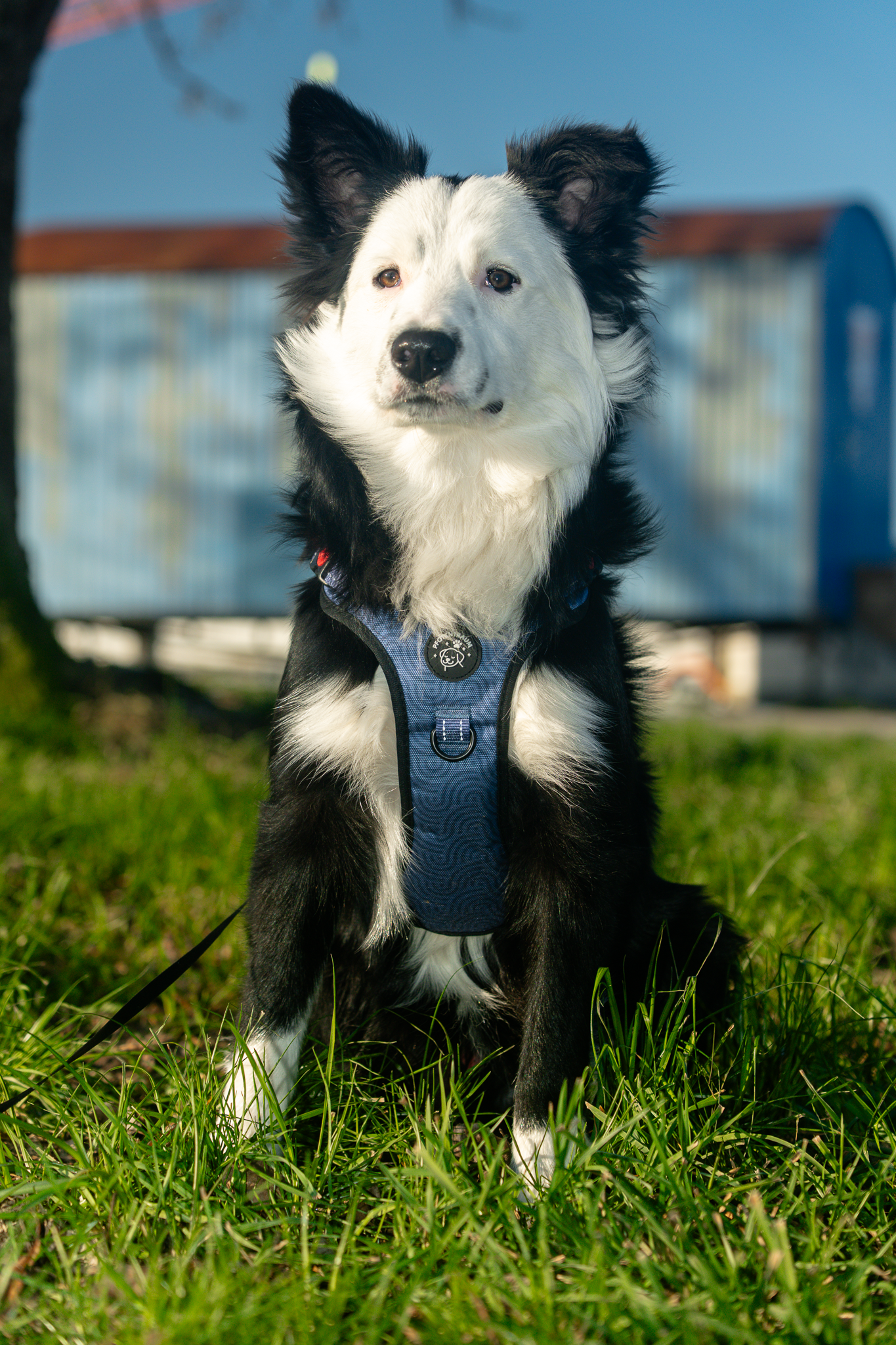 Hunde Geschirr "Quira" LED Night