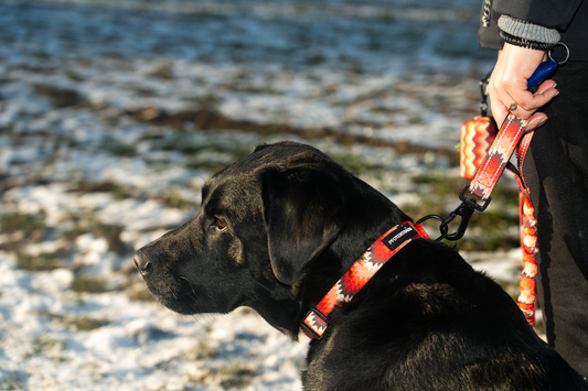 Halsband Trio - Alltagshundehalsband