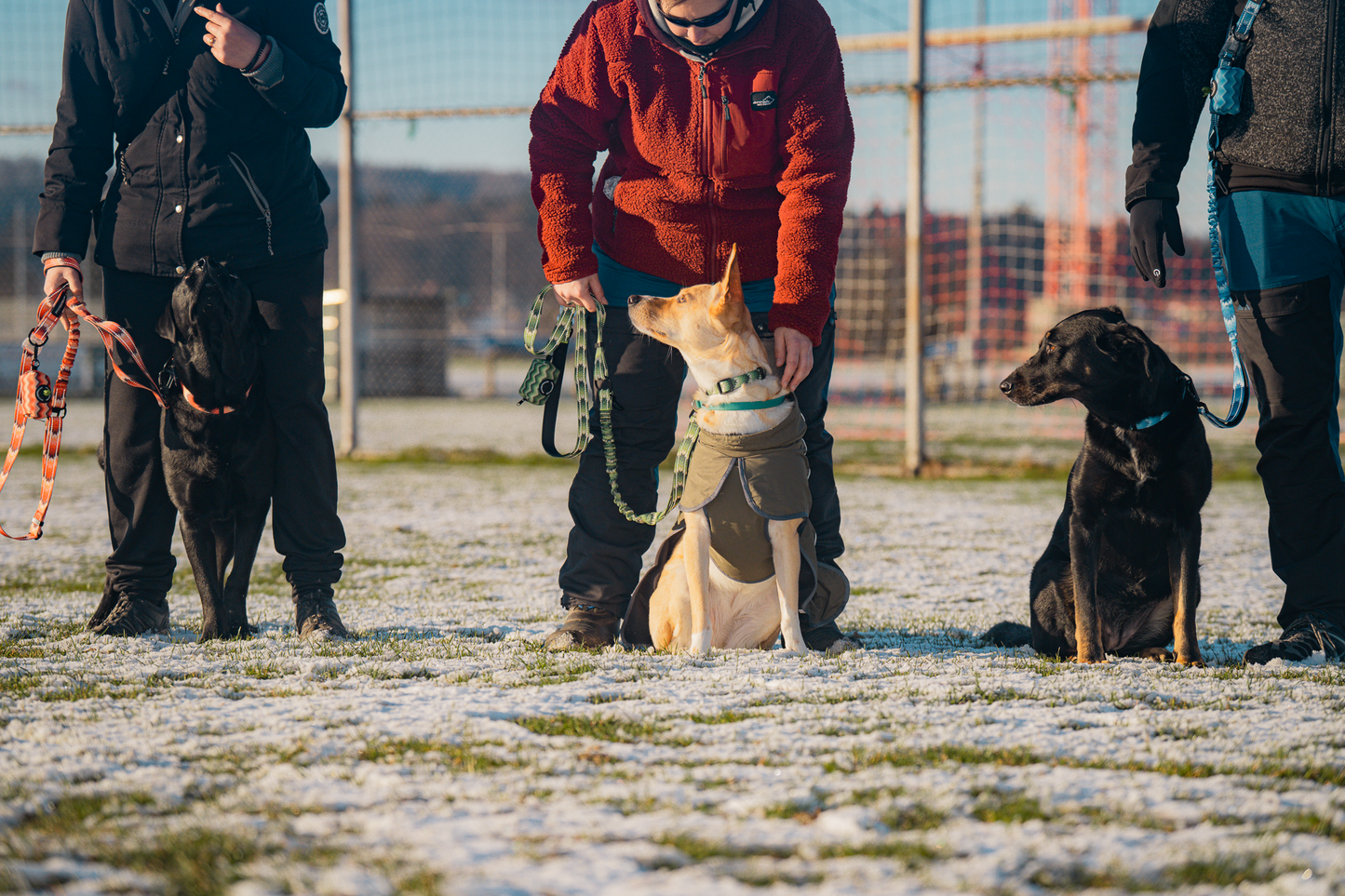 Halsband Trio - Alltagshundehalsband