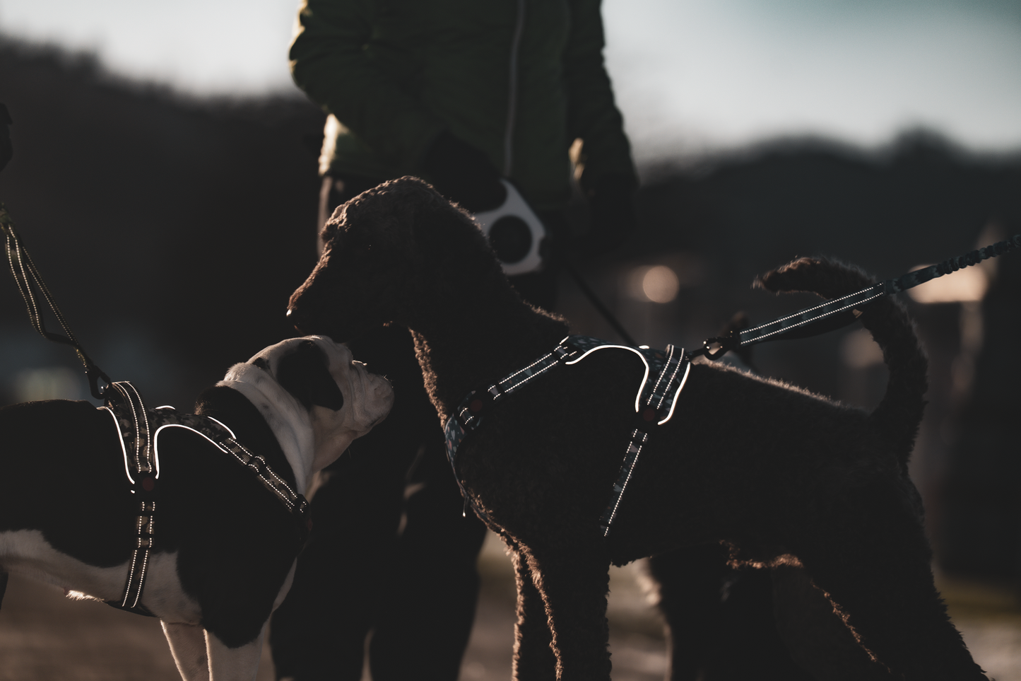 Hunde Geschirr "Love" reflective