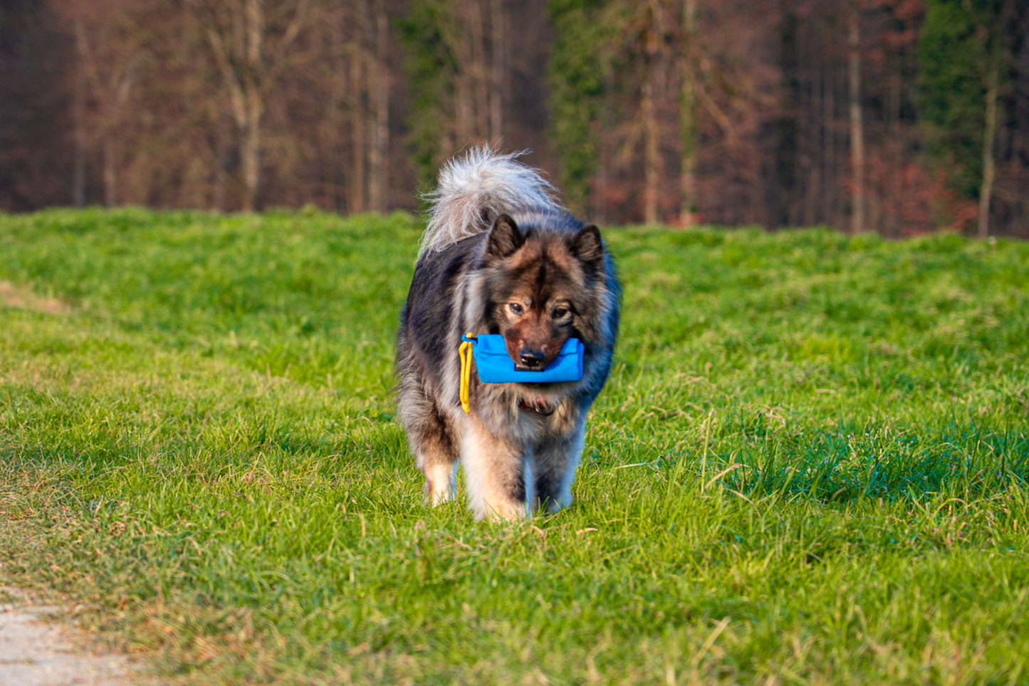 Pfotentraum Futterdummy - zum spielen und trainieren