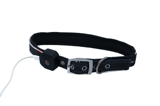 Led Halsband Amigo - gut sichtbar in der dunkeln Jahreszeit