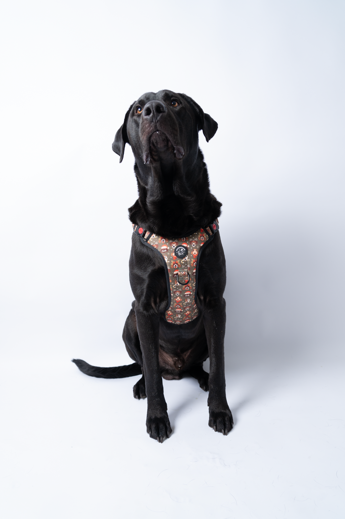 Pfotentraum Festtags-Geschirr – Limited Christmas Edition 🎅