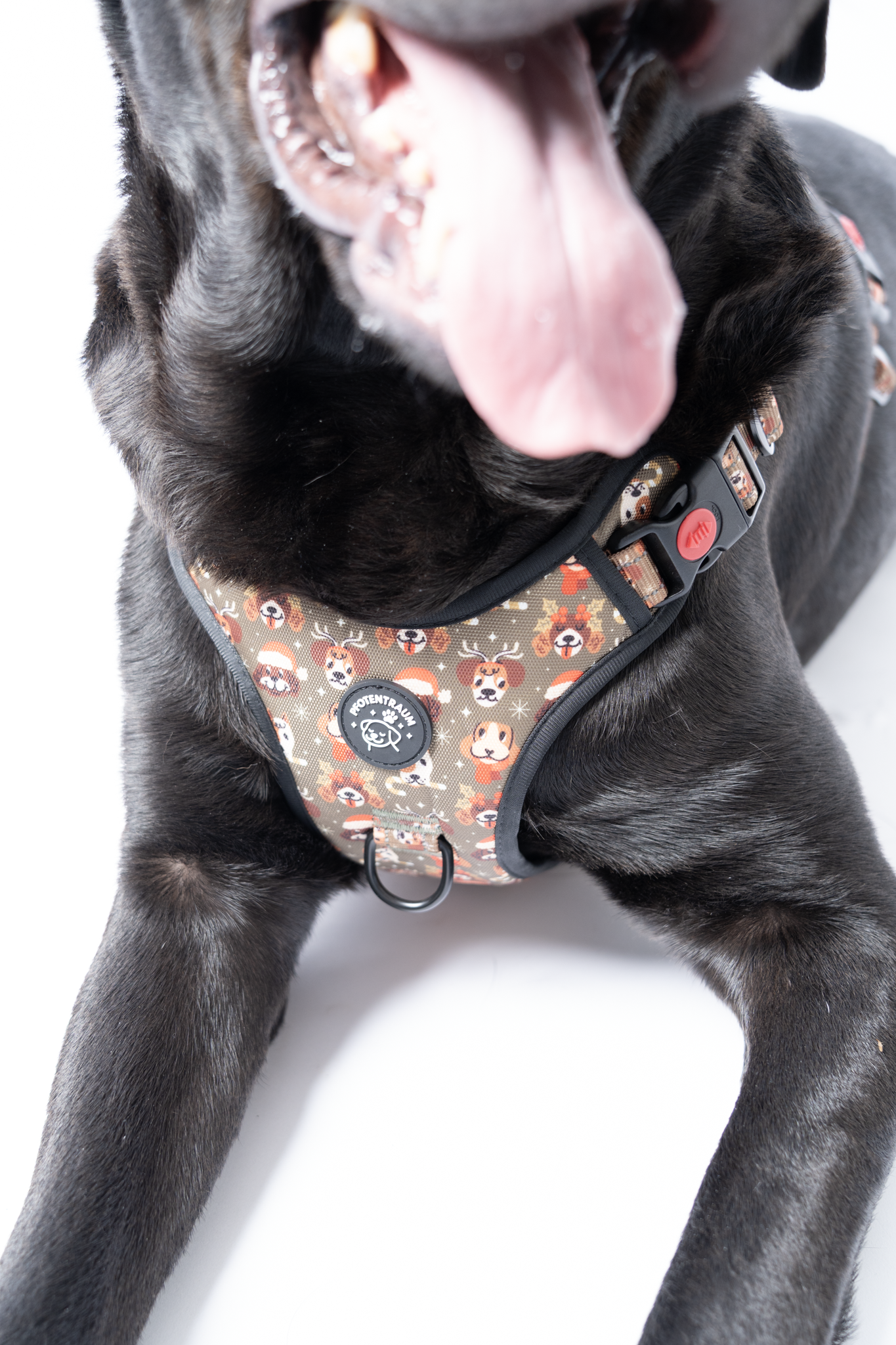 Pfotentraum Festtags-Geschirr – Limited Christmas Edition 🎅